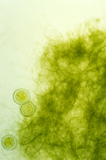 DHA de microalgas