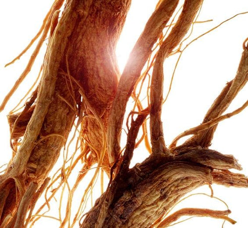 Ginseng siberiano: