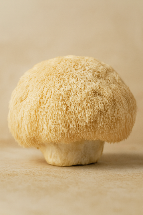 Extracto de Lion’s Mane (Hericium erinaceus):