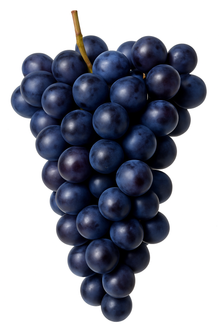 Resveratrol