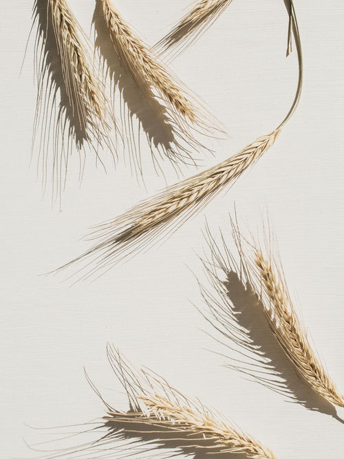 Vitaminas del grupo B: